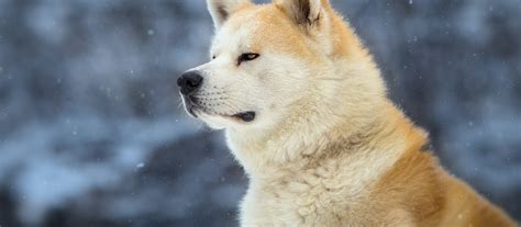 Hachiko Il Tuo Migliore Amico Gli Errori Nel Film Con Richard Gere