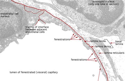 Fenestrated Capillary Histology