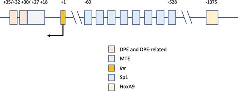 Ephb4 Gene Promoter Transcription Binding Sites And Core Elements Download Scientific Diagram