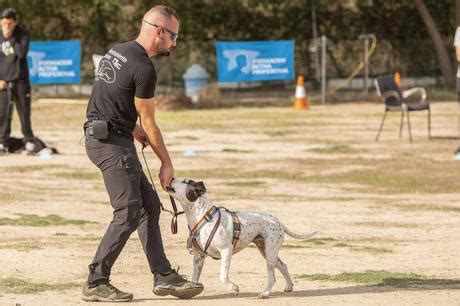 Por Qu Cada Vez M S Personas Buscan Convertirse En Expertos Caninos