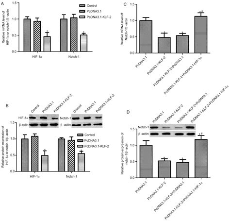 Klf Inhibits Cell Growth Via Regulating Hif Notch Signal Pathway