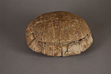 Middle Oligocene Fossilized Turtle Shell — TAD Tribal Art