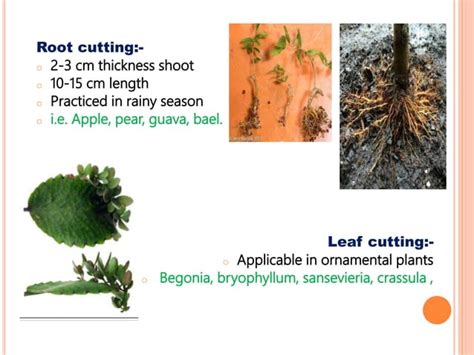 Plant Propagation Methods | PPT