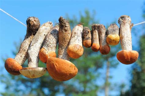 How To Dry Mushrooms 3 Methods Explained Mushrooms Online