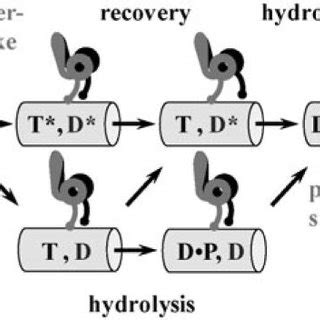 Model of the cytolasmic dynein motor head. (A) Schematic of the dynein... | Download Scientific ...