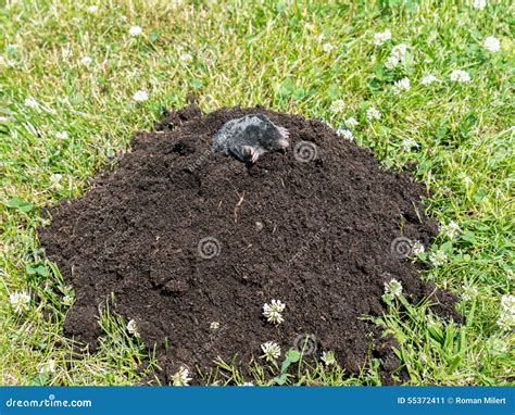 Mole in molehill stock image. Image of earth, field, excavate - 55372411