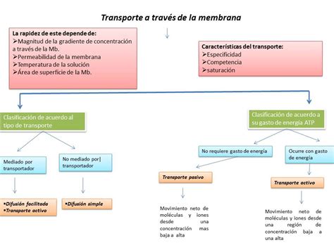 Fisiolog A B Sica Grupo Iii Transporte A Trav S De La Membrana