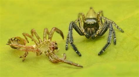 Spider Ecology: Taking A Look At Molting, Mimicry & More