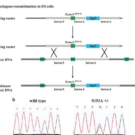 One Year Old Heterozygous S151a Knock In Mice Develop A Mild Dcm