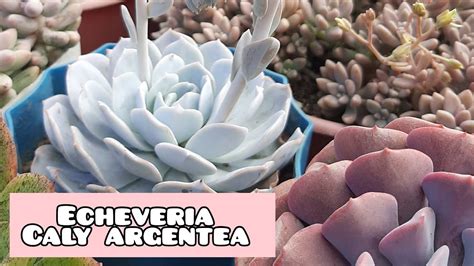 Echeveria Caly Argentea Una Suculenta Elegante YouTube