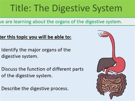 The Digestive System ~ Ks3 ~ Year 8 Teaching Resources