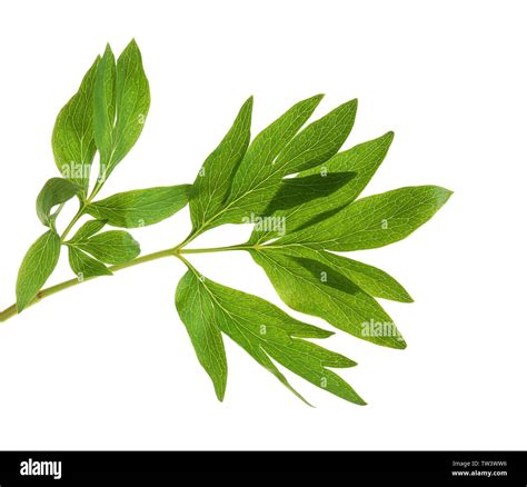 Peony Leaves On White Background Stock Photo Alamy