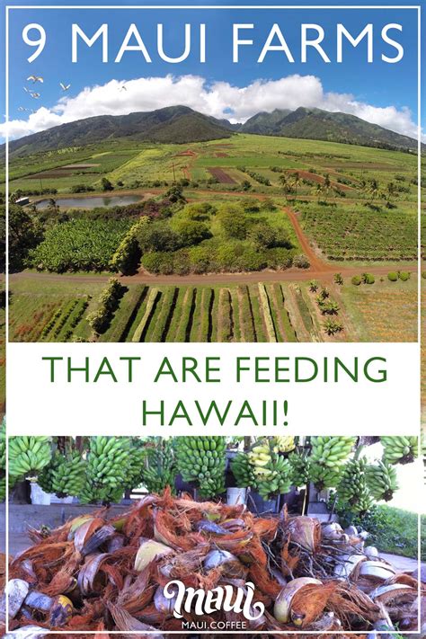 9 Farms That Feed Maui