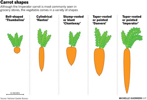 Regions Long Season Gives Ample Time To Grow Carrots Master Gardener