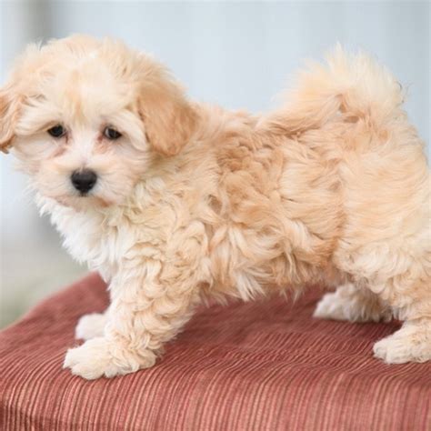 Maltipoo Puppies For Sale Maltipoo Puppies For Sale Near Me