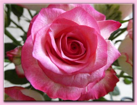 Solve Gekregen Roosjes Got Roses Jigsaw Puzzle Online With Pieces