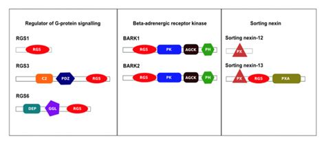 Family- and domain-based protein classification | Protein classification