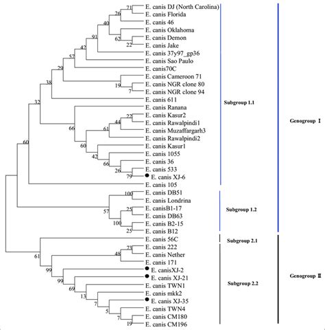 Phylogenetic Analysis Of Different Geographical Strains Of Ehrlichia