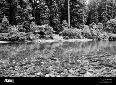 The Smith River at Jedediah Smith Redwoods State Park in black and ...