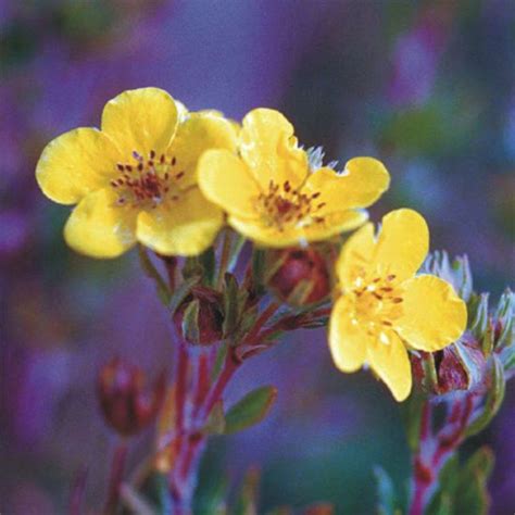 Prairie Future Seed Company. Shrubby Cinquefoil - Seed