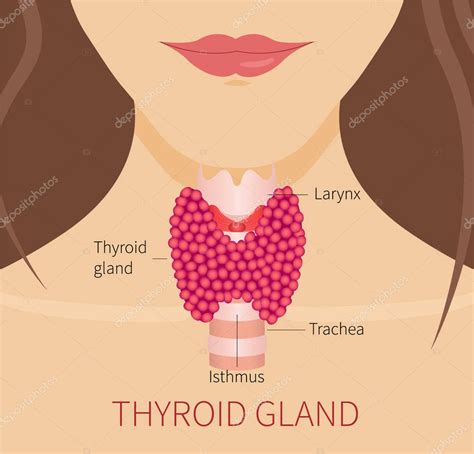 Thyroid Gland Of A Woman Stock Vector Image By Naumas 130508510