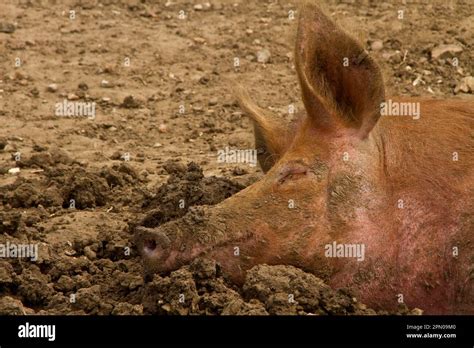 Resting Tamworth Pig Stock Photo - Alamy