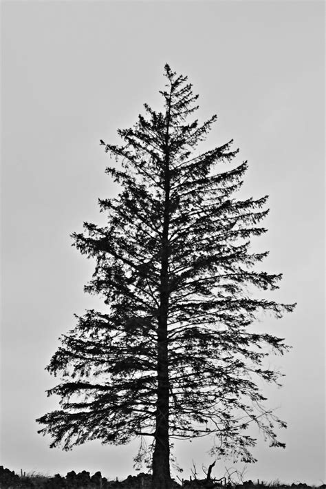 Tree Silhouettes Martin Elliss Flickr