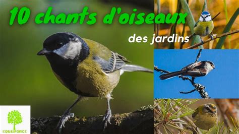 Chants D Oiseaux Du Jardin En Vid O Pour Les Reconna Tre Youtube