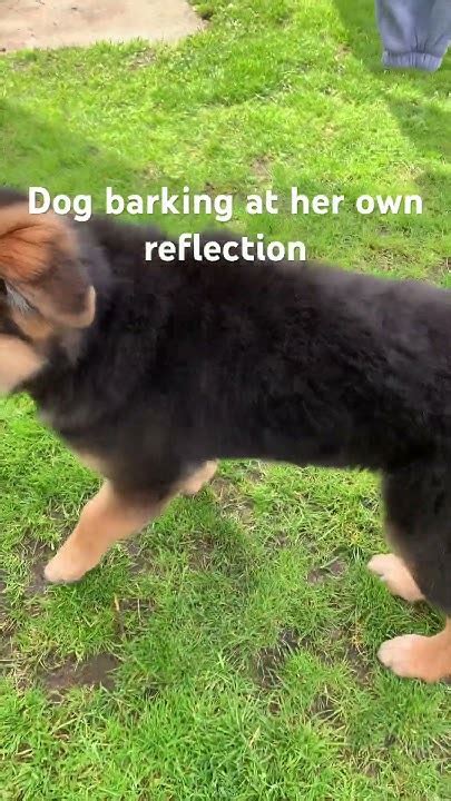 Dog Barking At Her Own Reflection Youtube