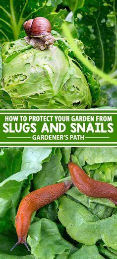 Slugs In Garden Ideas Slugs In Garden Slugs Garden Pests