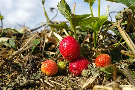 Erdbeeren Strawberries Nach Abschluss Der Erntesaison übri Flickr