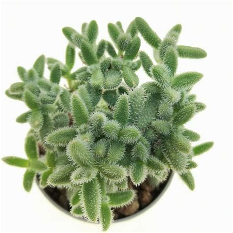 Delosperma Echinatum 4 Giromagi Cactus And Succulents