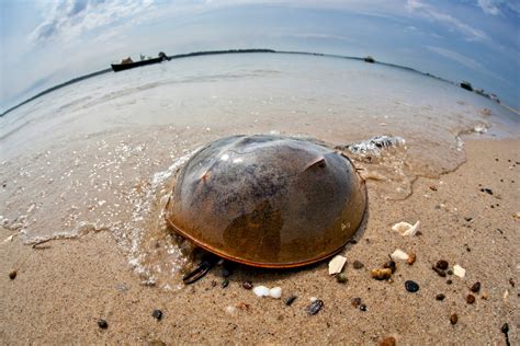 Horseshoe Crabs View The World Through Compound Eyes