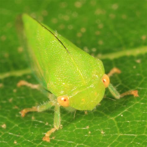 Green Treehopper Atymna Querci Bugguidenet