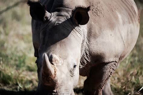 Rhinoceros Poaching In Africa