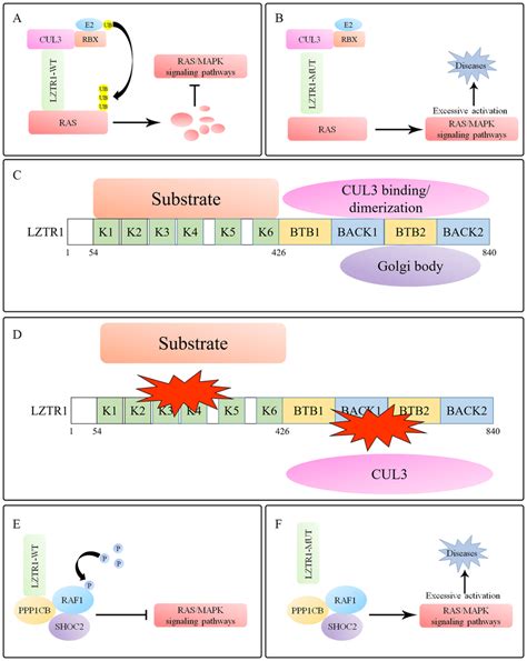 Lztr1 Regulates Ras Mapk Signaling A Lztr1 Induces Download Scientific Diagram