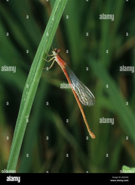 A damselfly Agriocnemis femina oryzae from a rice paddy Philippines Stock Photo - Alamy