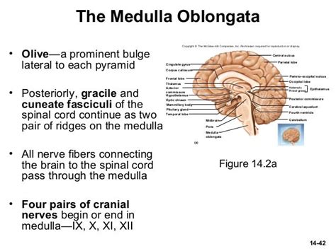 Chapt14 Lecture 4