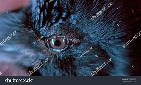 11,695 Raven eye Images, Stock Photos & Vectors | Shutterstock