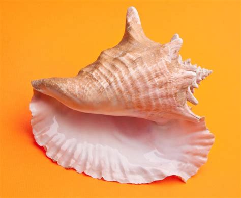 Buddhist Conch Shell Meaning