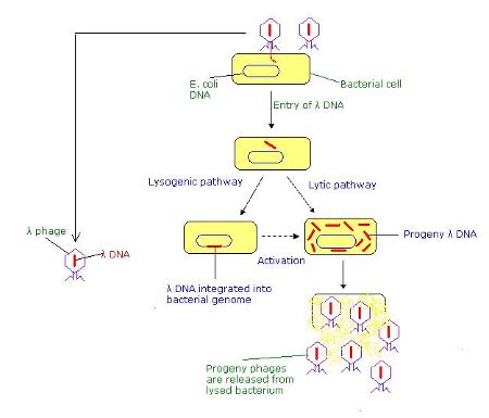 Lysogenic Cycle Overview & Steps | What is the Lysogenic Cycle? - Video ...