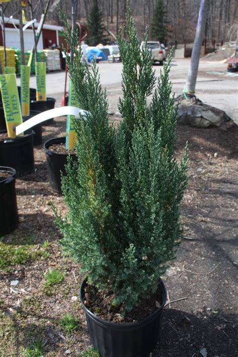 Juniperus Chinensis Blue Point Bonsai