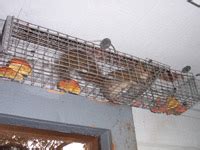 How to Get Squirrels Out of Your Attic, House, or Walls