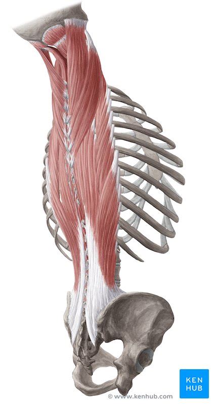 Musculos Anatomia Del Sacro