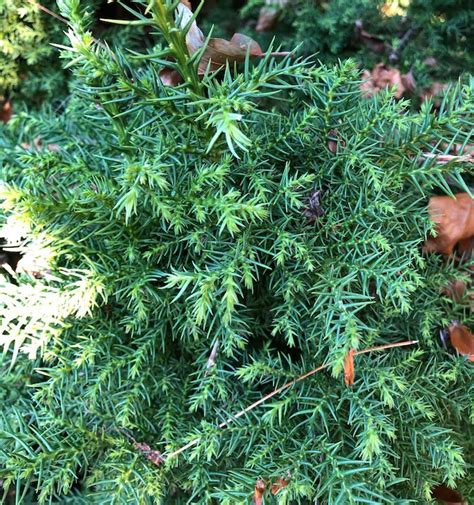 Cryptomeria Japonica Pygmaea