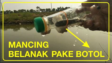 Mancing Belanak Liar Pake Botol Bekas Larutan YouTube