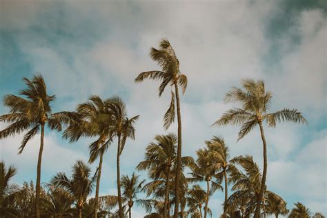 Palm Trees During a Hurricane · Free Stock Photo