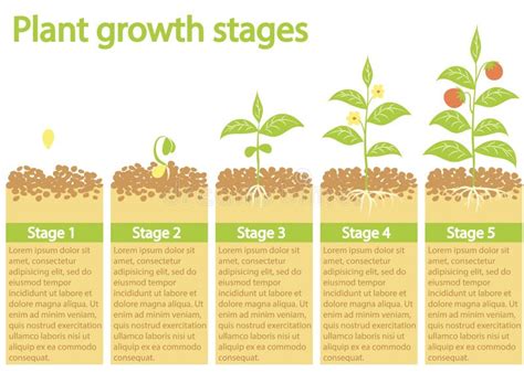Etapas Del Crecimiento De La Planta Y De La Semilla Al árbol Stock De Ilustración Ilustración