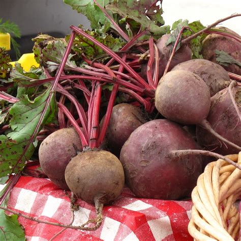 Beet Growing and Harvest Information - VeggieHarvest.com