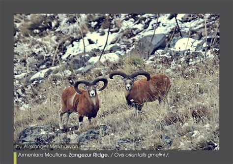 Armenian Mouflon Ovis Orientalis Gmelini Blyth 1851 Is A Resident